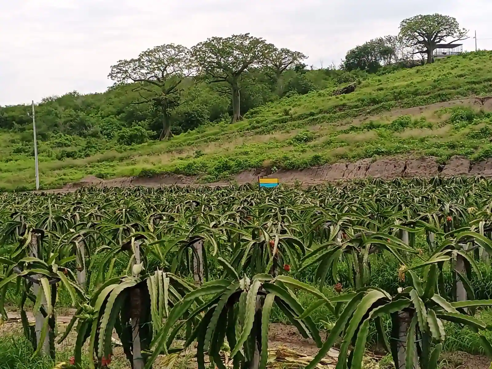 Rows of trellised dragon fruit cactus running up a green hillside.