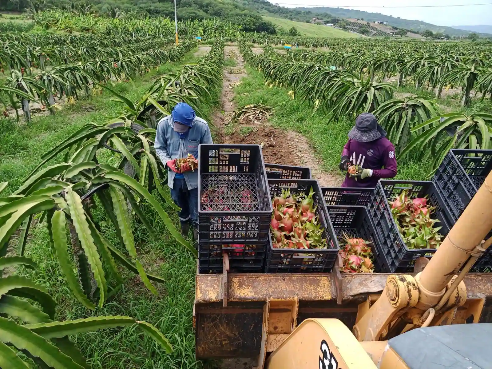 Two farm workers picking dragon fruit by hand into black crates stacked on a tractor bucket, trellised rows behind.