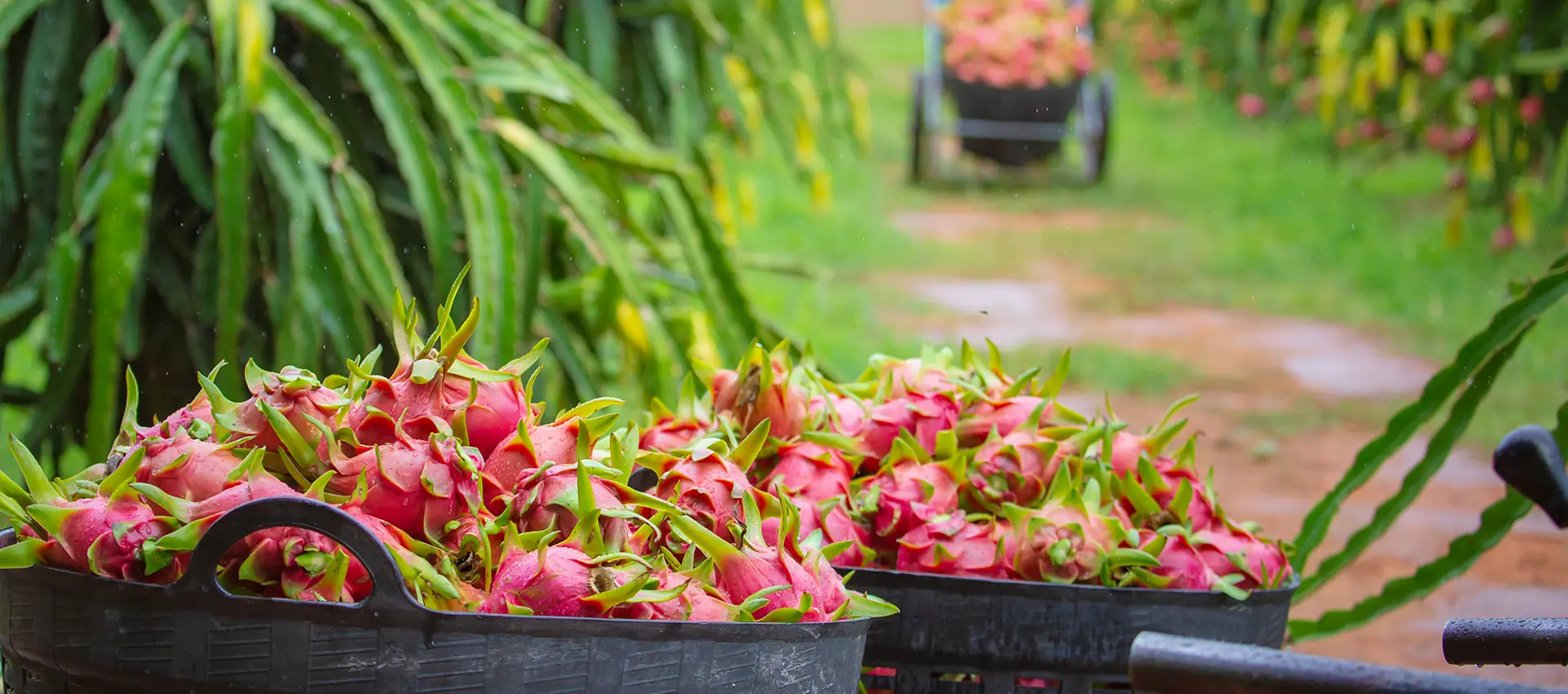 Barrows heaped with freshly cut magenta dragon fruit between rows of cactus on the farm.