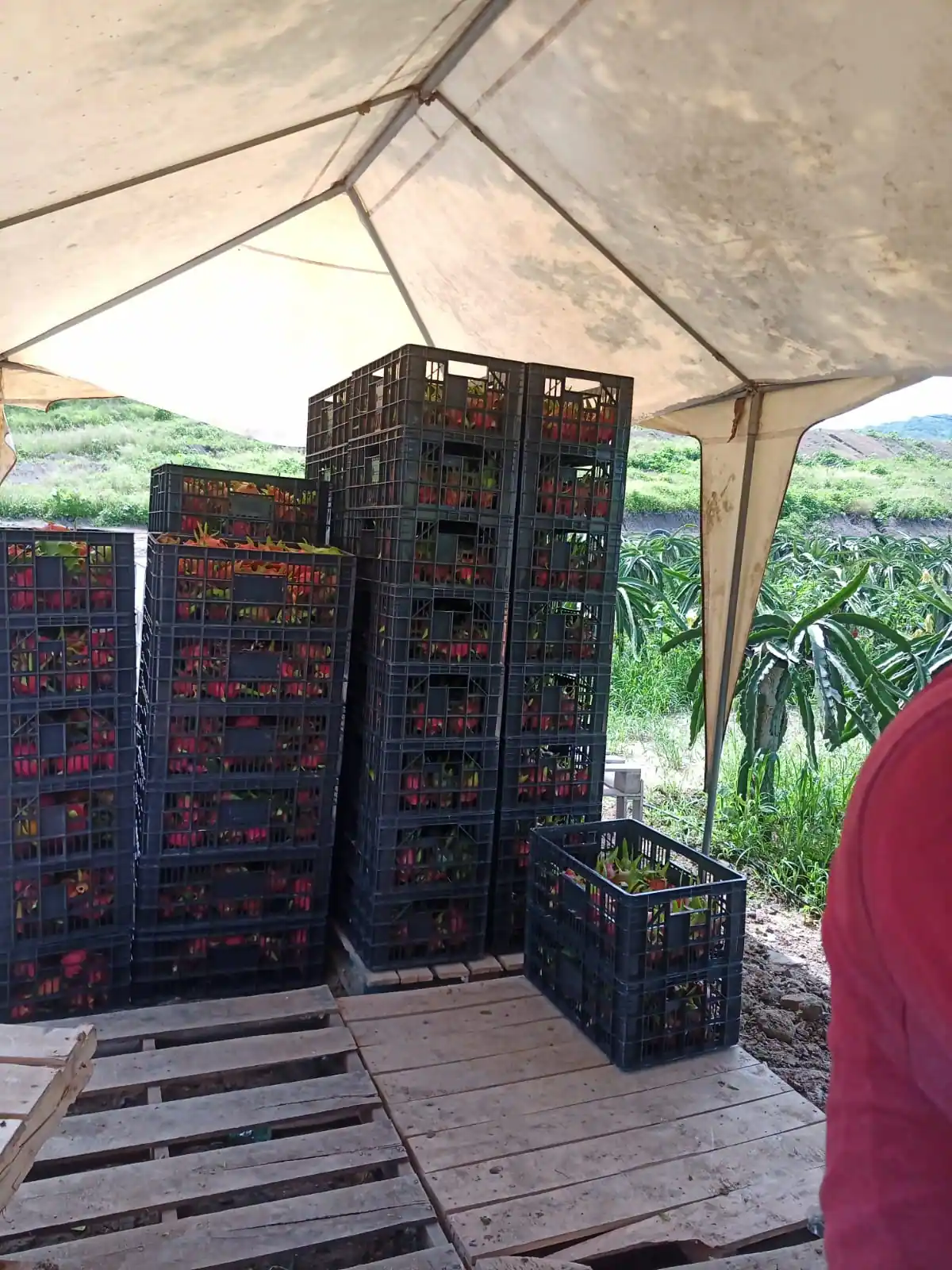 Crates of cut dragon fruit stacked on pallets under shade, field beyond.
