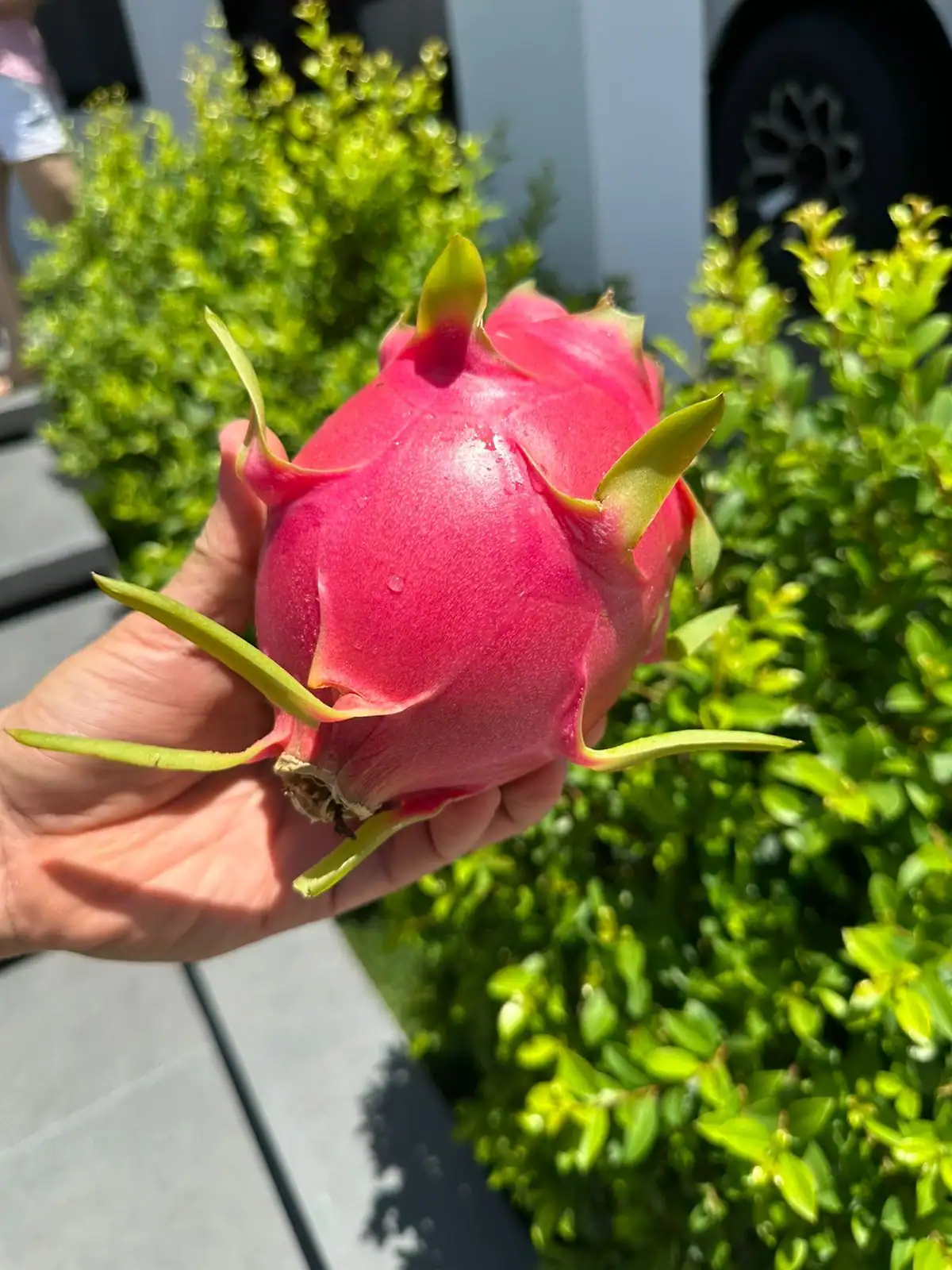 A ripe dragon fruit held in a hand in bright sun, deep magenta skin with green bract tips.